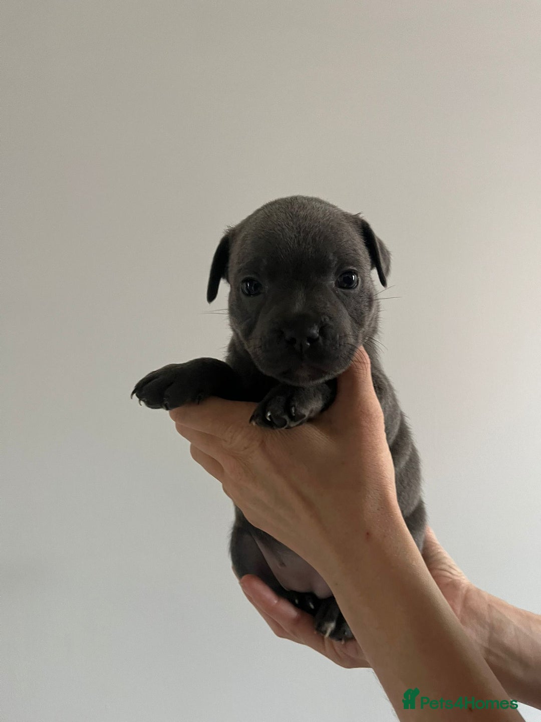 Staffordshire Bull Terrier dogs for sale: 4 Chunky blue pups - Image 3