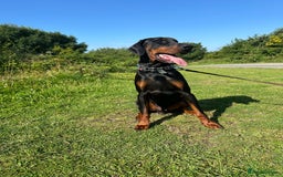 Dobermann dogs for stud: KC registered, champion blood line 07754772010 - Image 1