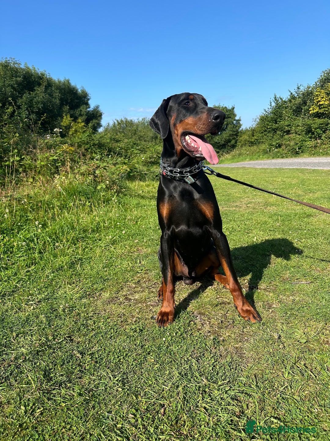 Dobermann dogs for stud: KC registered, champion blood line 07754772010 - Image 1