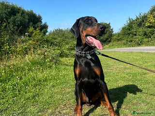 Dobermann dogs - Advert 2