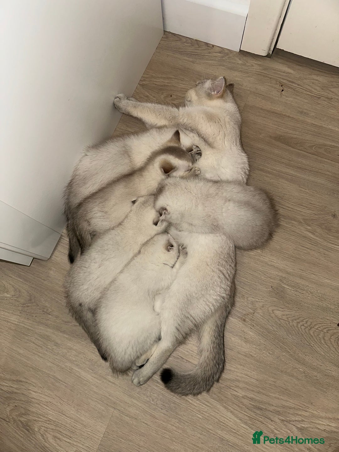 Scottish Fold cats for sale: *LUXURY SCOTTISH FOLD & 1 STRAIGHT KITTENS* - Advert 27