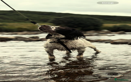 English Springer Spaniel dogs for sale: Working English springer spaniel - Image 2