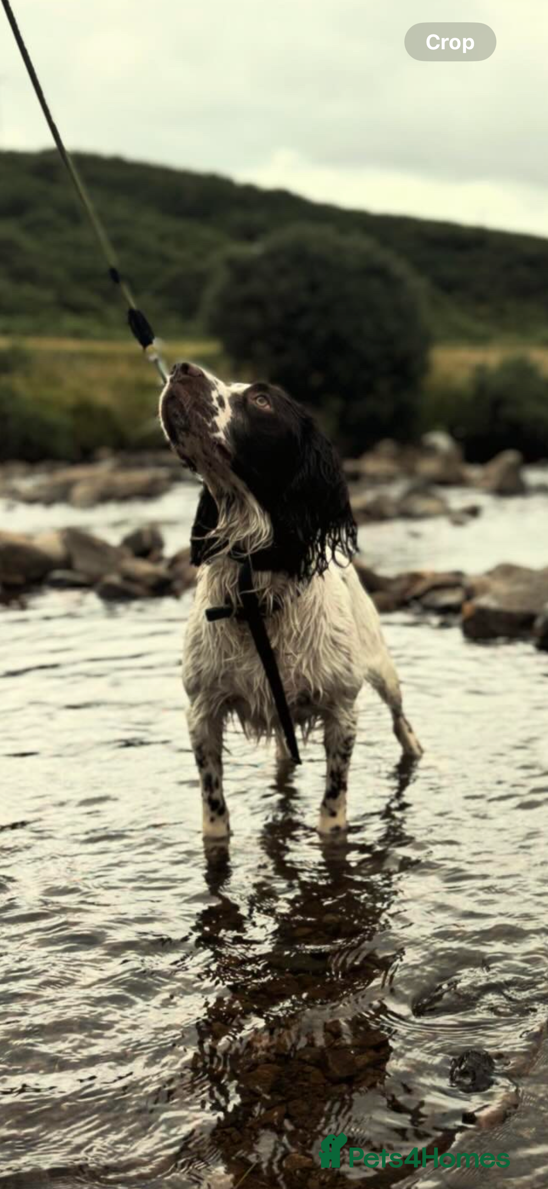 English Springer Spaniel dogs for sale: Working English springer spaniel - Image 2