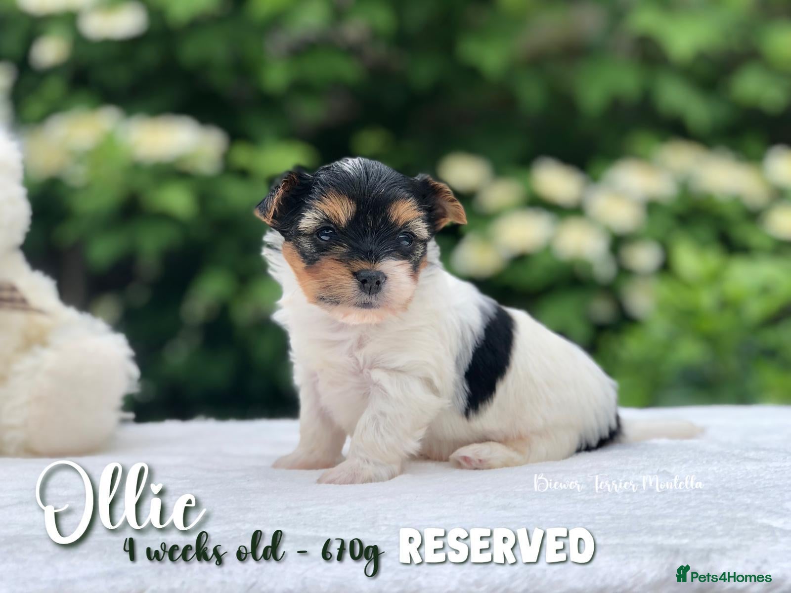 Biewer Terrier dogs for sale: One boy left Biewer Terriers! - Advert 37