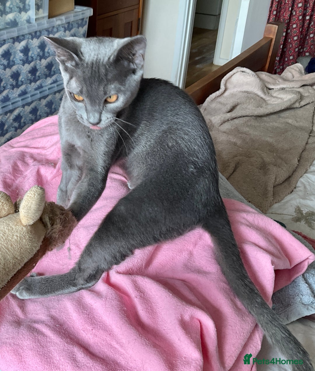 Asian cats for sale: Last Blue Asian boy ready for a loving family - Image 6