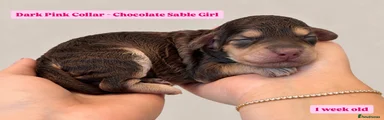 Cockapoo 4 - Dark Pink Collar - Chocolate Sable
