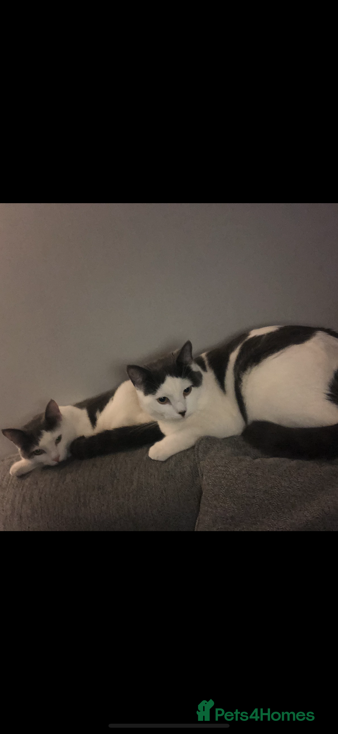 British Shorthair cats for sale: Two Female Cats For Sale - Image 1