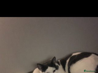 British Shorthair cats Two Female Cats For Sale - Advert 1