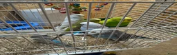 Budgerigars birds for sale: Young budgies & breeding pairs  - Advert 1