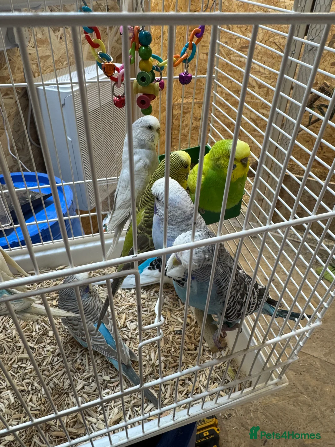 Budgerigars birds for sale: Young budgies & breeding pairs  - Advert 1