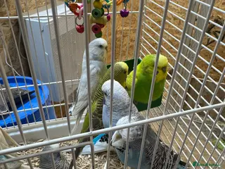 Budgerigars birds for sale: Young budgies & breeding pairs - Advert 4