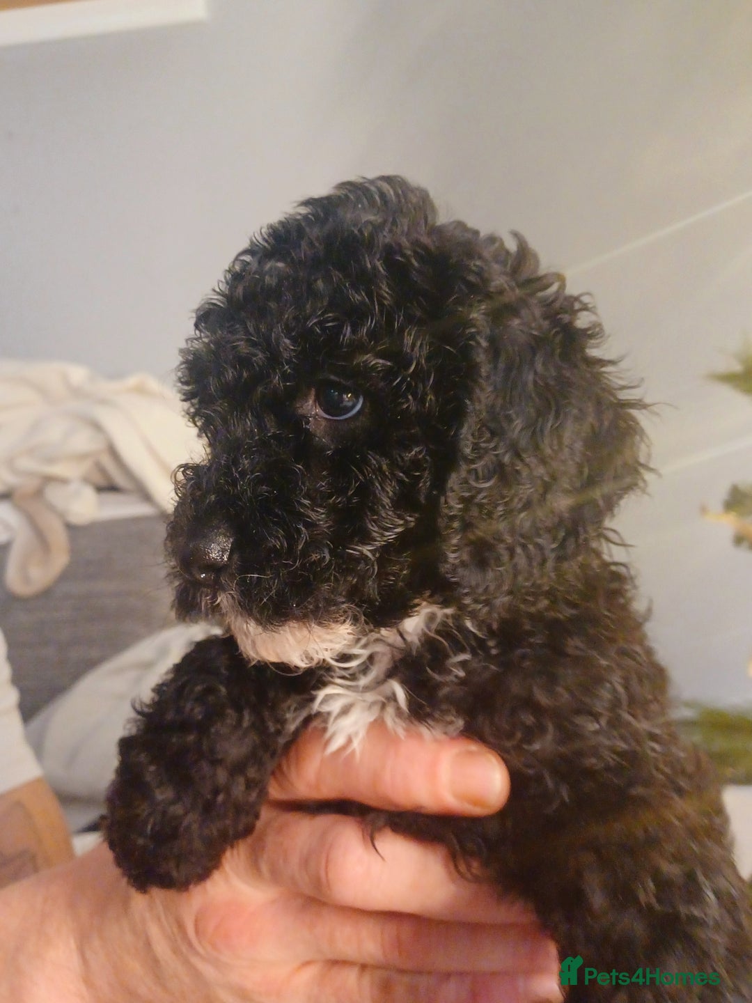 Cavapoo dogs for sale: 🐶  Cavapoo/ miniature poodle 🐶  - Advert 26