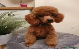 Cockapoo dogs for sale: Gorgeous Red Cockapoo Puppies  - Image 13