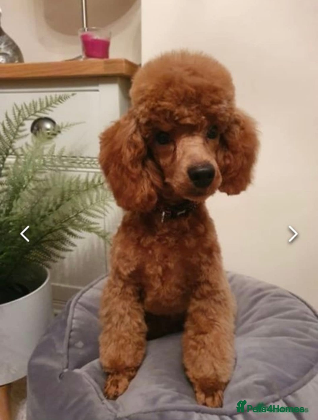 Cockapoo dogs for sale: Gorgeous Red Cockapoo Puppies  - Image 13