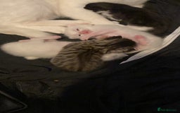 Bombay cats for sale: Kittens  - Image 3