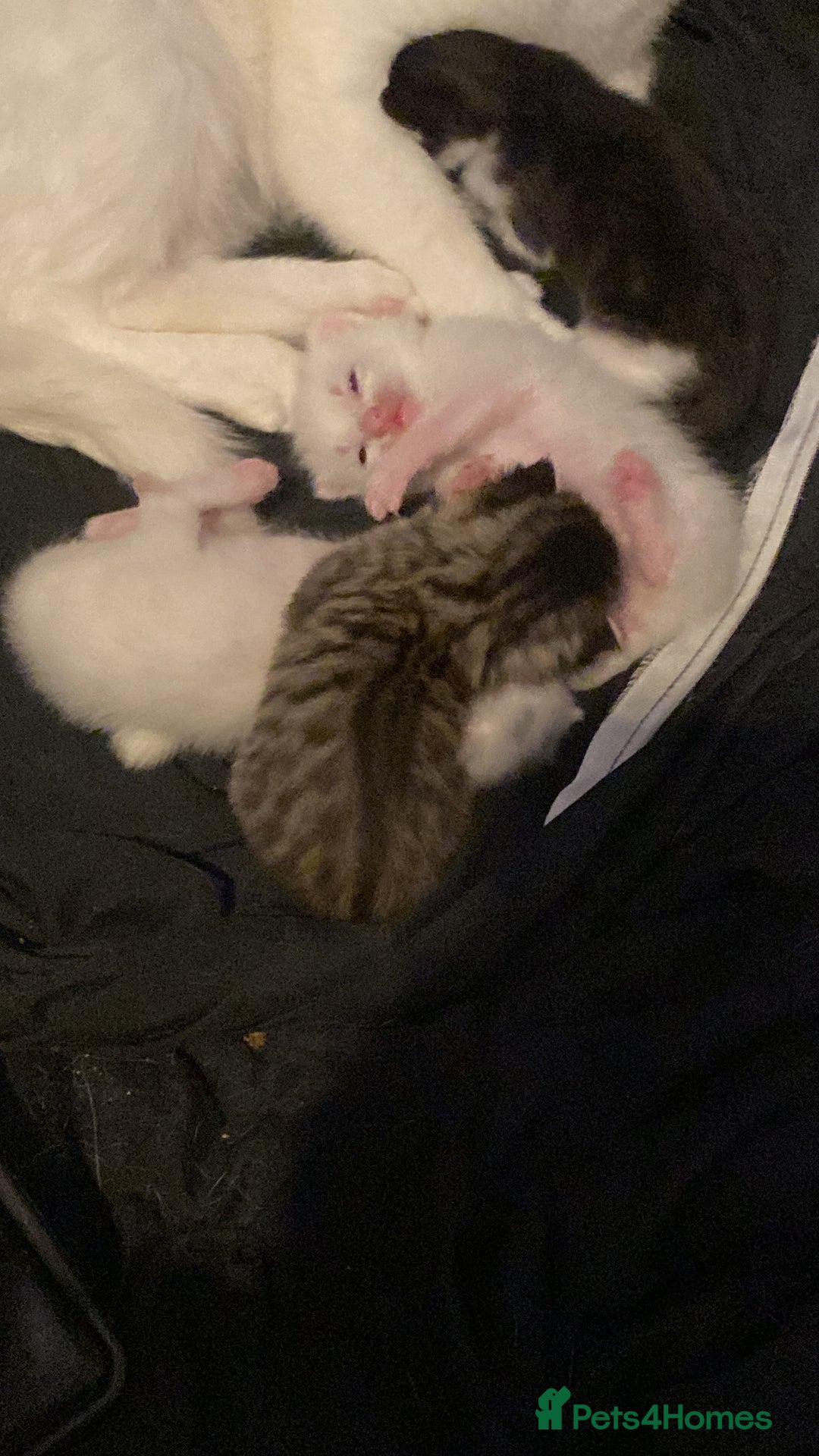 Bombay cats for sale: Kittens  - Image 3