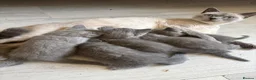 British Shorthair cats for sale: British Blue Kittens Ready To Be Rehomed 🩶 - Advert 10