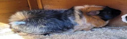 Guinea Pig rodents for sale: Guinea pigs with hutch in Perth - Advert 5