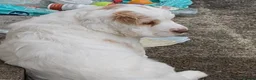 Clumber Spaniel dogs for sale: Dear little Clumber, female lemon and white - Advert 6