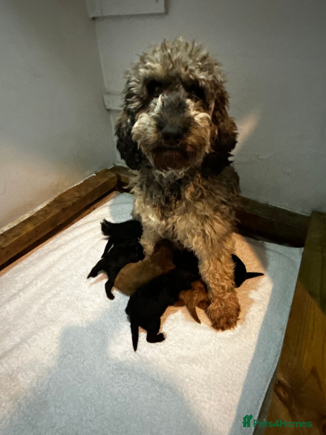 Cockapoo dogs for sale: Toy Cockapoo’s  - Advert 16