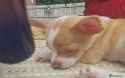 Chihuahua dogs for sale: 2 pure breed male chihuahua ready to leave - Image 5