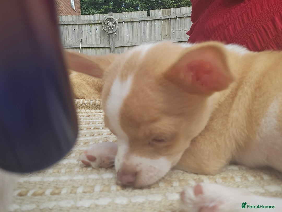 Chihuahua dogs for sale: 2 pure breed male chihuahua ready to leave - Image 5