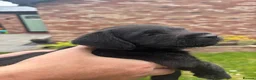 Patterdale Terrier dogs for sale: Gorgeous patterdale pups for sale - Advert 17