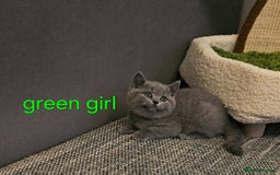 British Shorthair cats for sale: British Blue Shorthair kittens, GCCF pedigree - Image 13