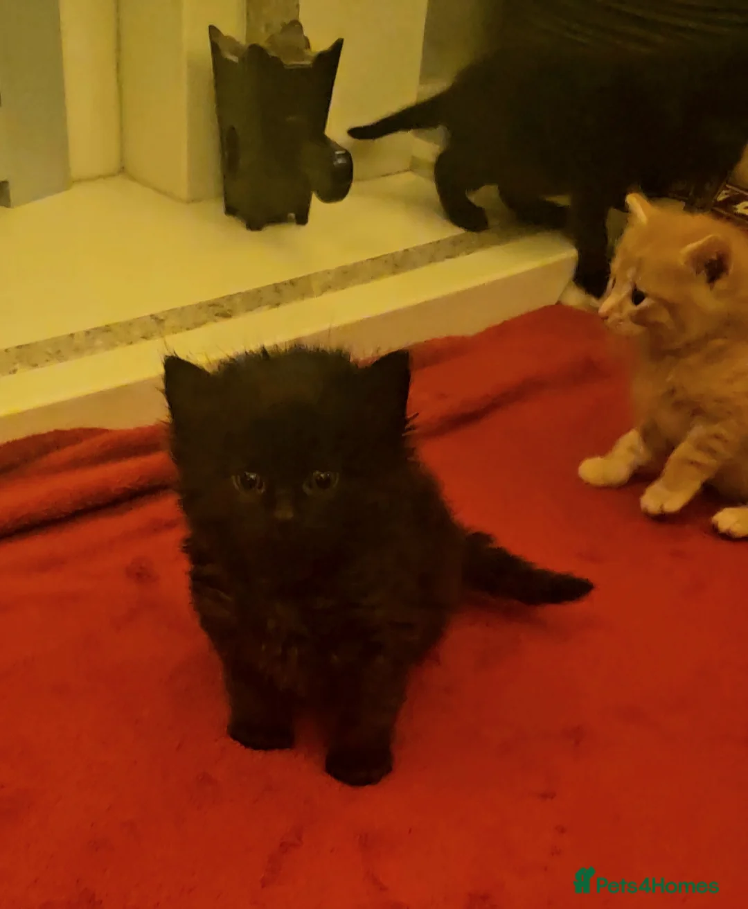 Mixed Breed cats for sale: Elven Bengal Mixes - Advert 24