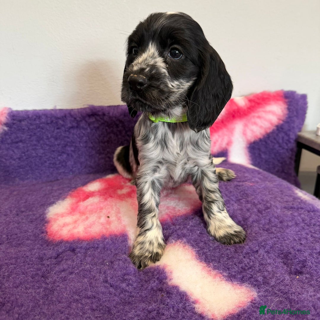 Cocker Spaniel dogs for sale: Stunning cocker spaniel pups  - Advert 9