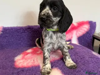 Cocker Spaniel dogs REDUCED READY NOW! Stunning cocker spaniel pups - Advert 1