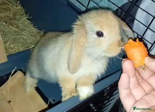 Mixed Breed rabbits REDUCED!! beautiful Bunnies for sale *Ready Now* - Advert 22