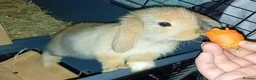 Mixed Breed rabbits for sale: beautiful Bunny for sale *Ready Now* - Advert 1