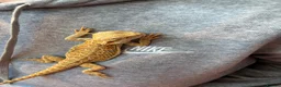Bearded Dragon reptiles for sale: Male citrus red leather back with maxi viv - Advert 4