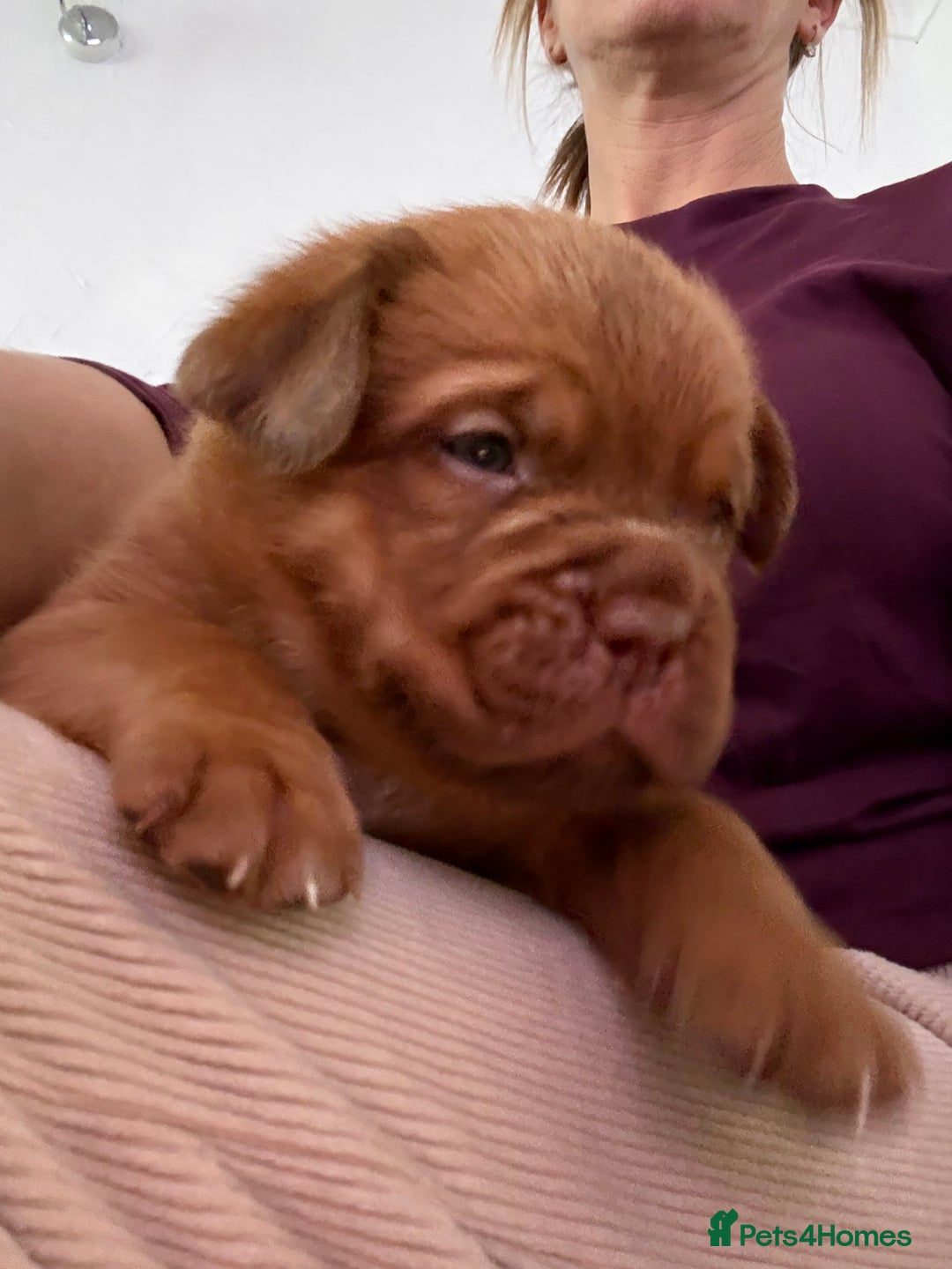 Dogue De Bordeaux dogs for sale: Stunning little of Dogue De Bordeaux puppies  - Advert 4