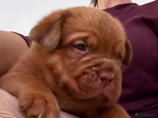 Dogue De Bordeaux dogs Stunning little of Dogue De Bordeaux puppies - Advert 1