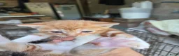 Mixed Breed cats for sale: Ginger kittens  - Advert 3