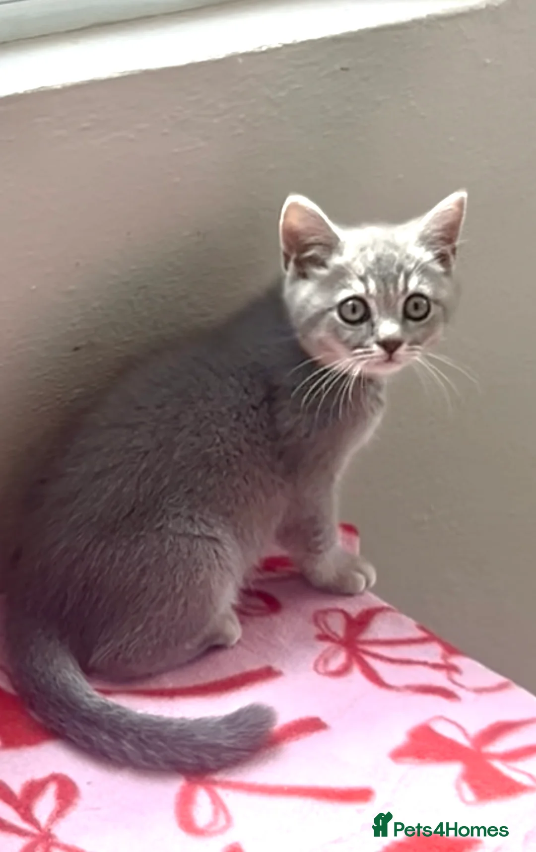 British Shorthair cats for sale: Beautiful GCCF kittens - READY NOW - Advert 5