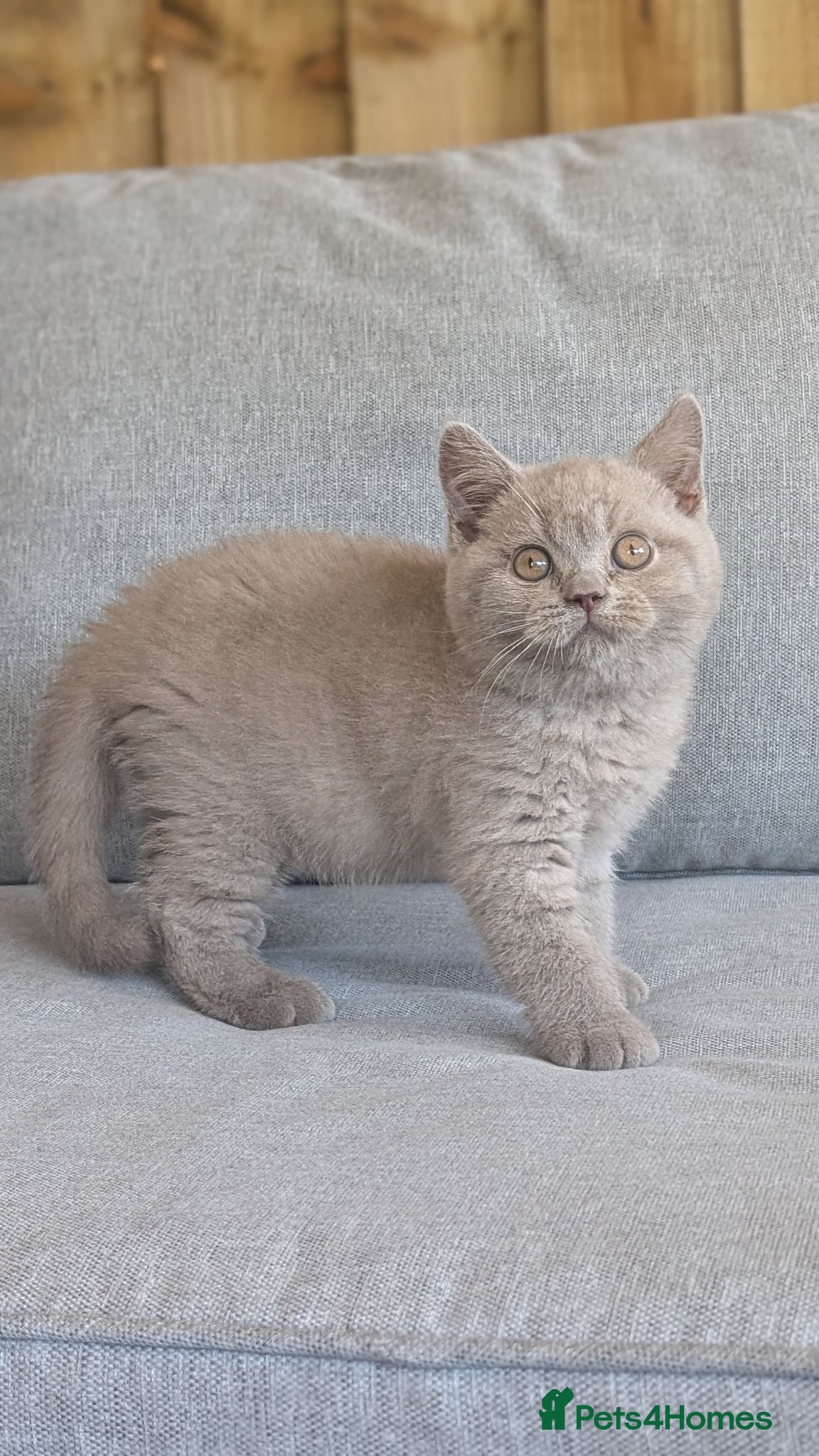 British Shorthair cats GCCF REGISTERED OUTSTANDING BRITISH SHORTHAIR  - Advert 2