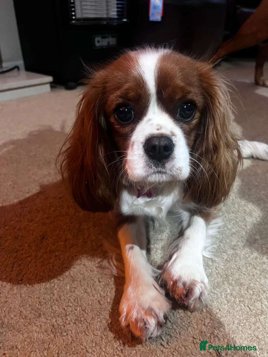 Cavalier King Charles Spaniel dogs for sale: REDUCED KC reg male cavalier King Charles spaniel - Advert 2
