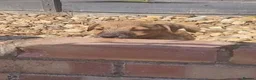 Mixed Breed dogs for sale: Patterdale cross puppies - Advert 9