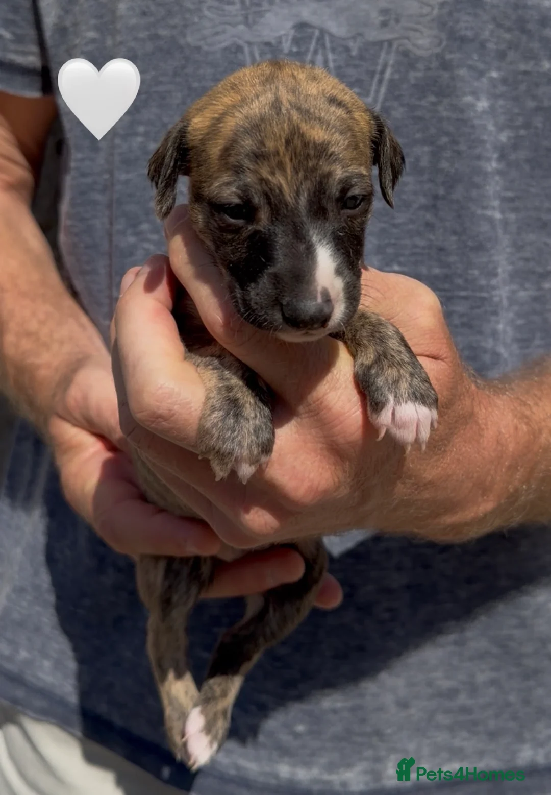 Whippet dogs for sale: KC reg healthy, sweet, gentle whippet pups - Advert 2