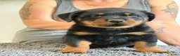 Rottweiler dogs for sale: Stunning kc rottweiler pups - Advert 8
