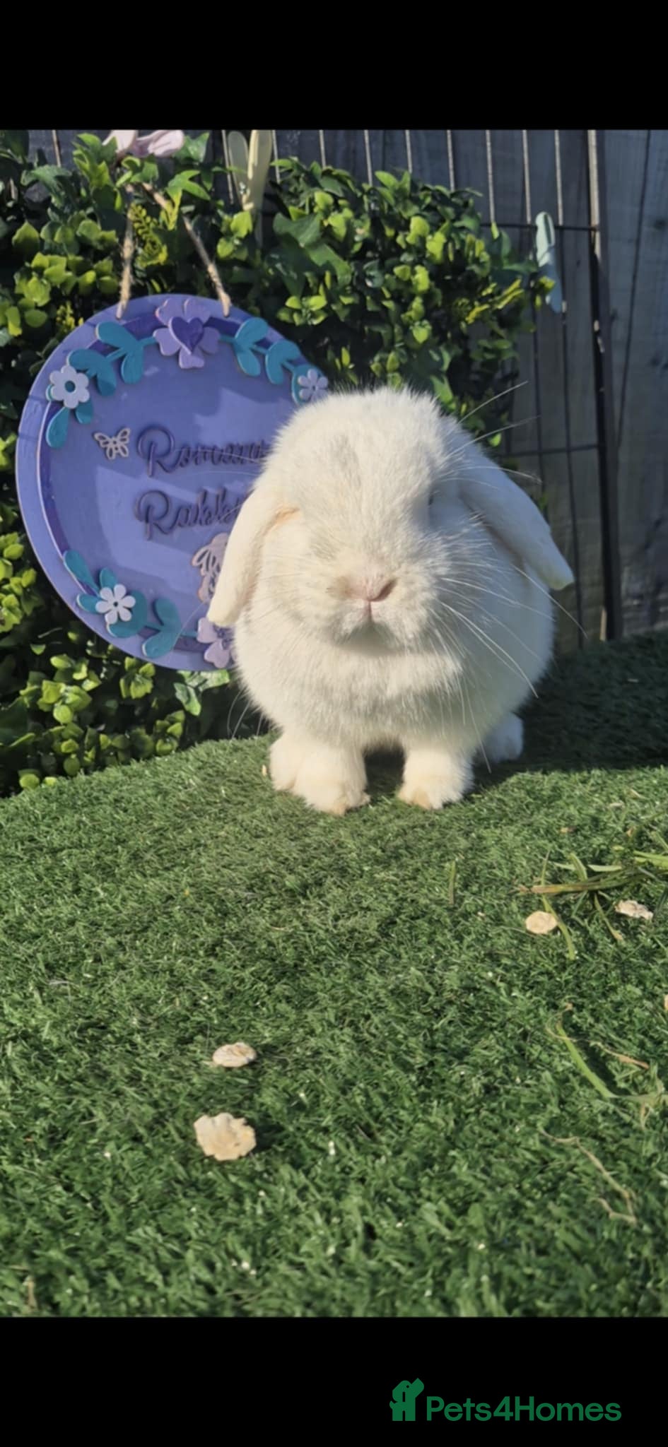 Mini Lop rabbits Beautiful Mini Lop Girls Ready now 9 weeks  - Advert 16
