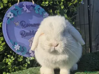 Mini Lop rabbits Beautiful Mini Lop Girls Ready now 9 weeks - Advert 16