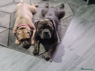 Mixed Breed dogs 2 Frenchy mix - Advert 1