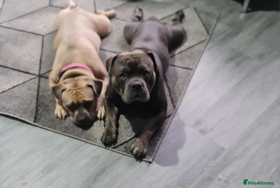 Mixed Breed dogs for sale: 2 Frenchy mix - Advert 1