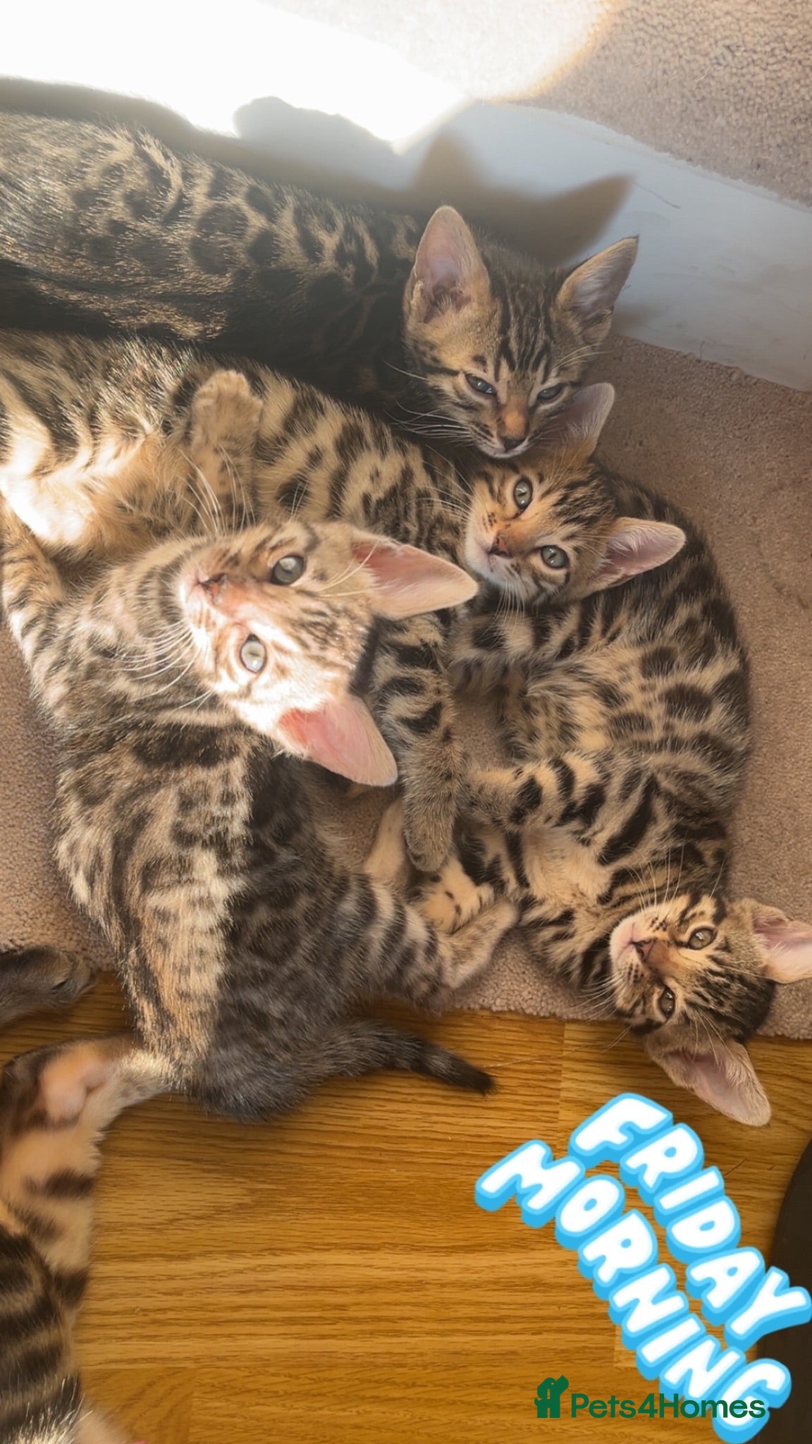 Bengal cats 🐆glitter Tica reg kittens available 🐆 - Advert 4