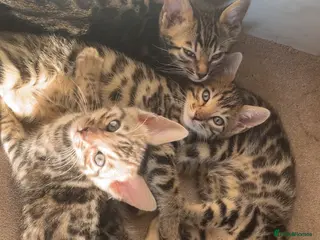 Bengal cats 🐆glitter Tica reg kittens available 🐆 - Advert 4