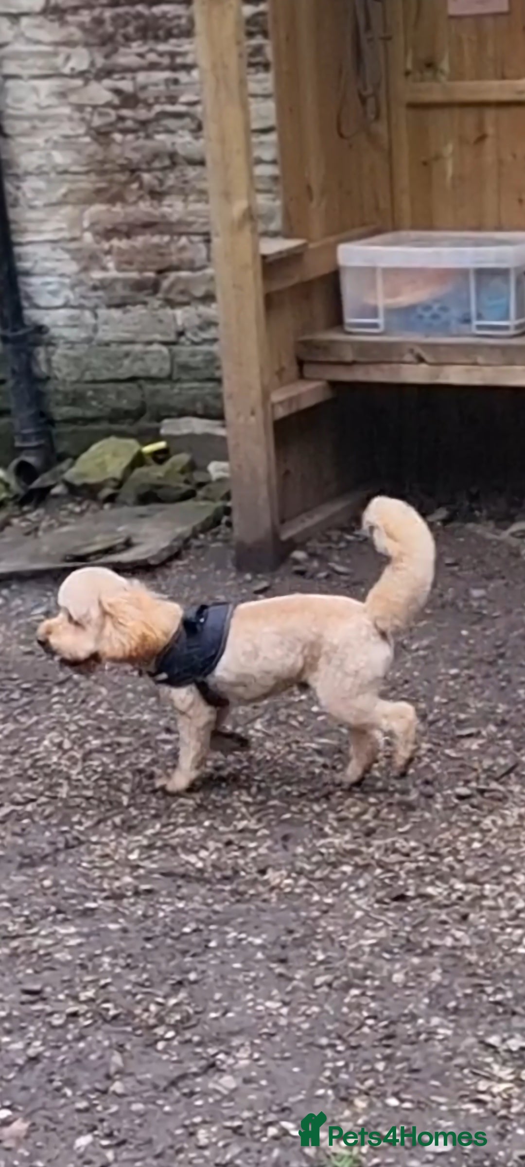 Toy Poodle dogs for stud: For Stud £175 in Leeds - Image 3